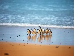 Phillip Island Nature Parks Penguin Parade Tickets